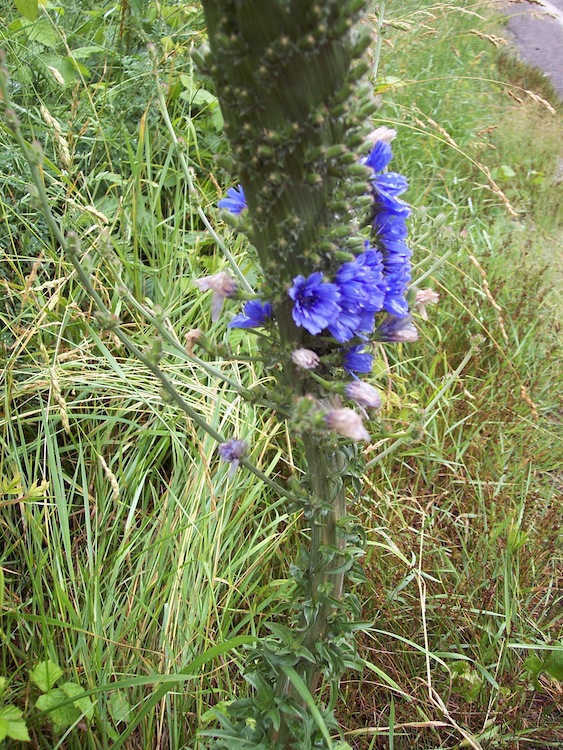 Cichorium intybus, fasciazione